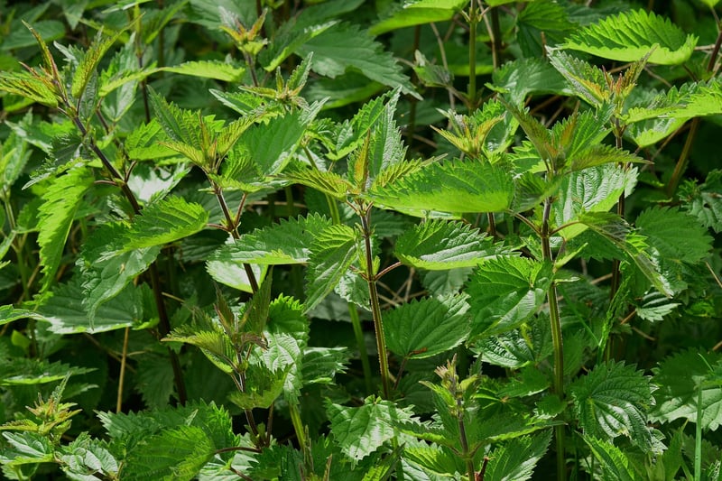 Herbs in a Vertical Tower