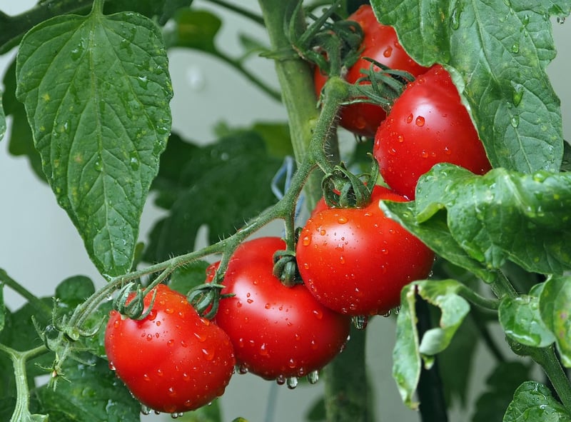 Tomatoes in a Vertical Tower